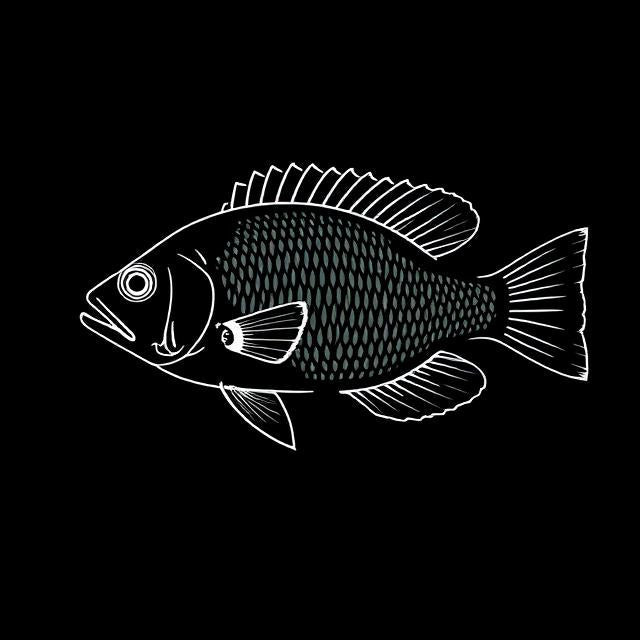 Bolivian Ram