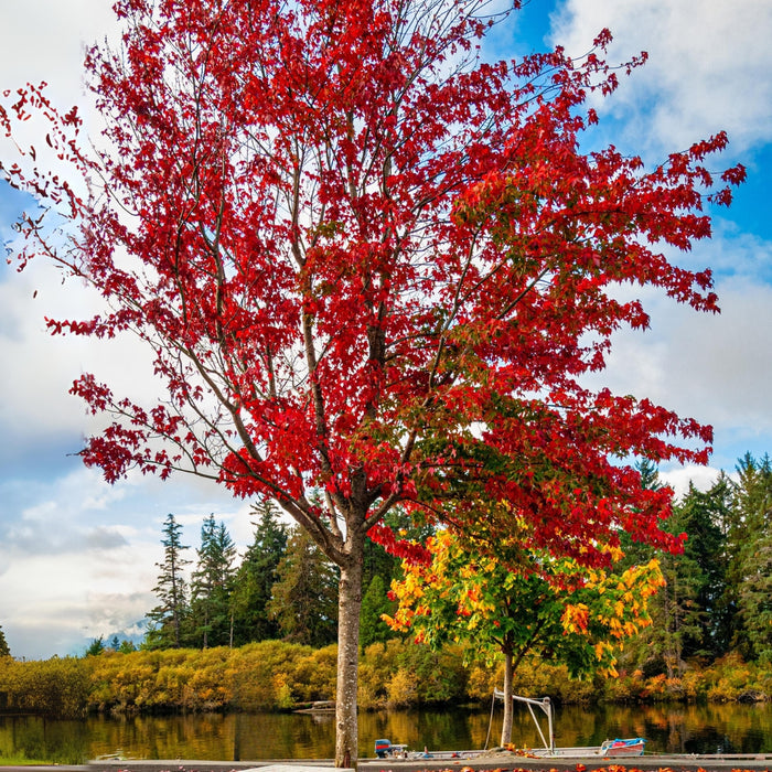 Brandywine red maple planted near a pond with generous spacing, showing future shade canopy and vivid purple-red fall color.