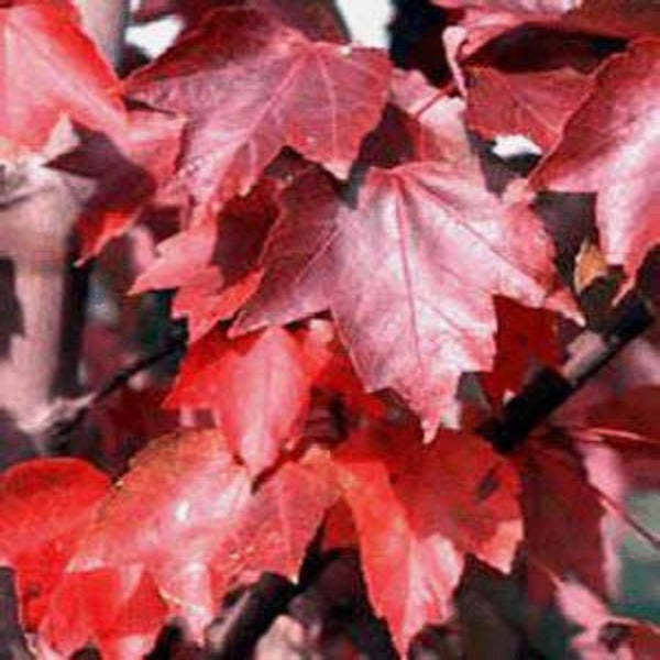 Close-up of Brandywine red maple foliage, deep red fall leaves on branches