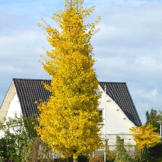 Columnar Brooks Road Ginkgo Tree turning golden yellow in fall