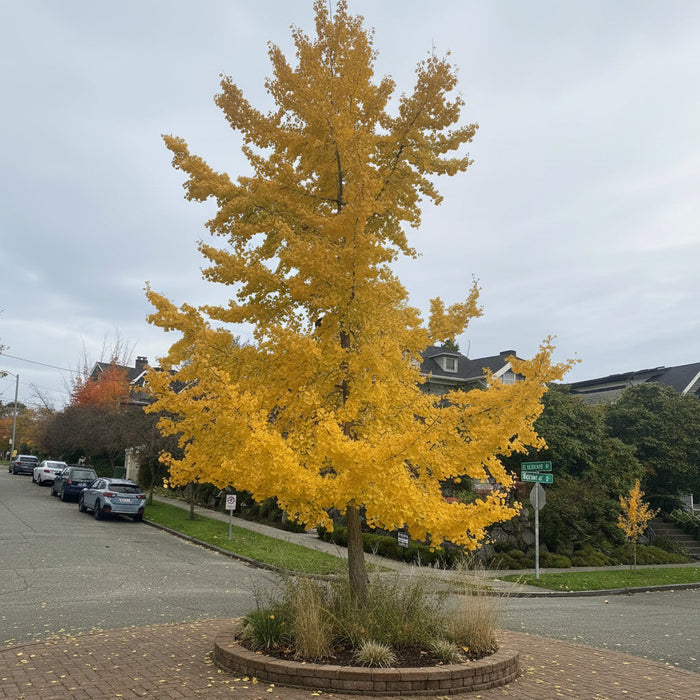 Brooks Road Ginkgo Tree showing tight upright branching and narrow columnar habit