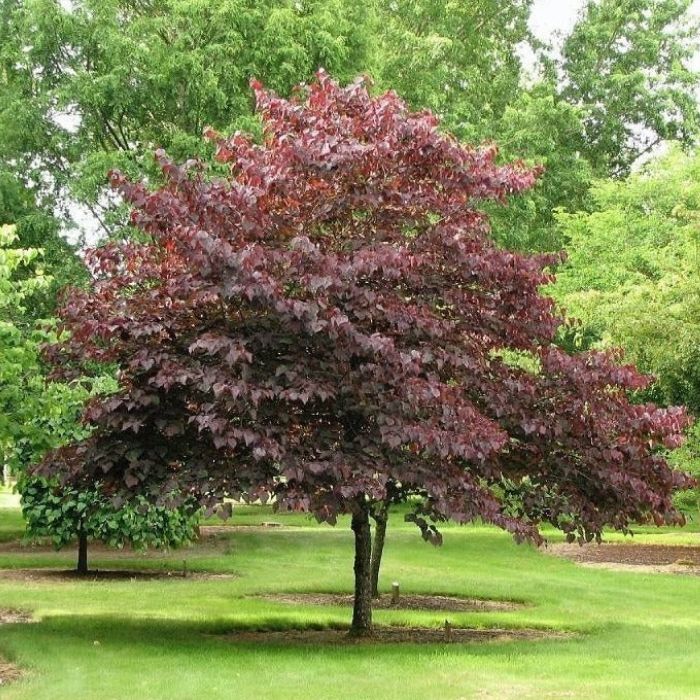 Heart-shaped burgundy leaves on Burgundy Hearts redbud, showing rich purple foliage and compact ornamental tree form in summer