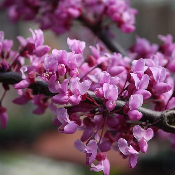 Close-up of pink-lavender redbud flowers lining bare branches in early spring, showcasing dense bloom coverage and color pop