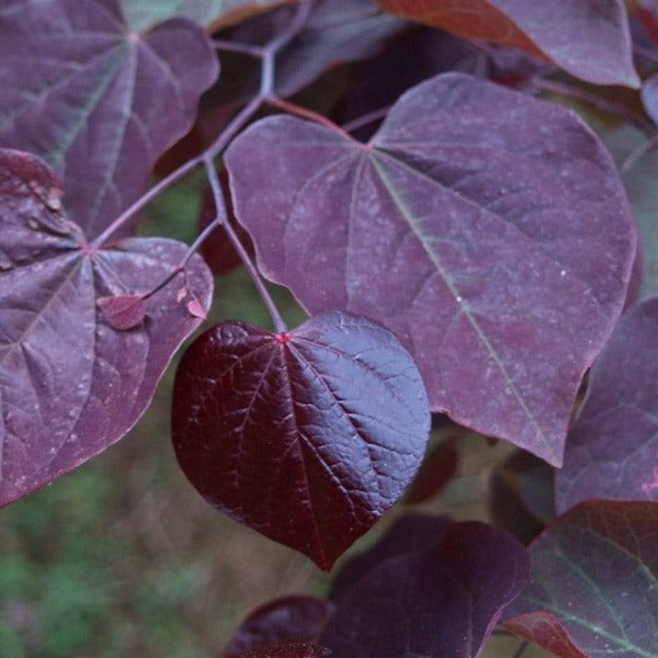 Close-up look at the deep burgundy leaves of the Burgundy Hearts Redbud Trees