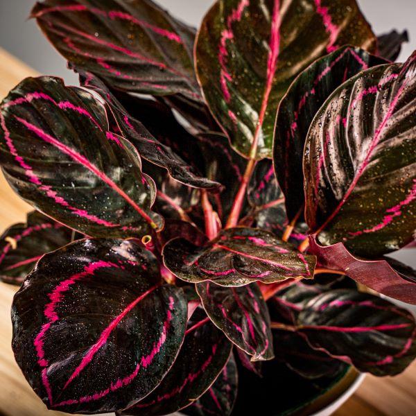 calathea Dottie dark leaves with pink halo