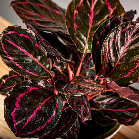 calathea Dottie dark leaves with pink halo