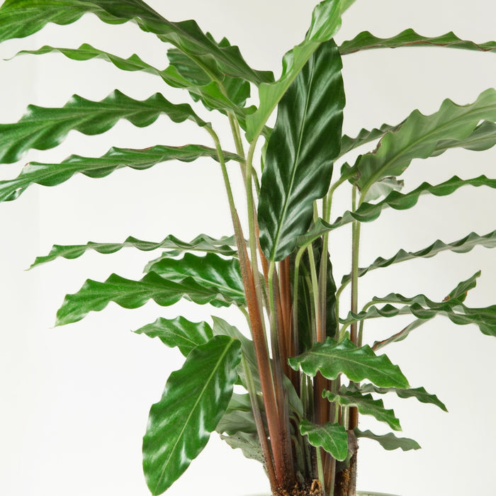Close-up of fuzzy foliage on Calathea Rufibarba