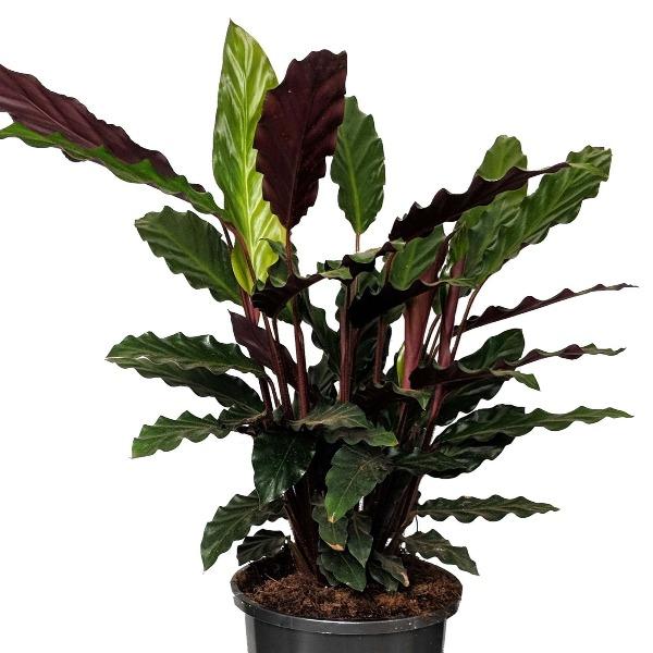 Beautiful Calathea rufibarba houseplant