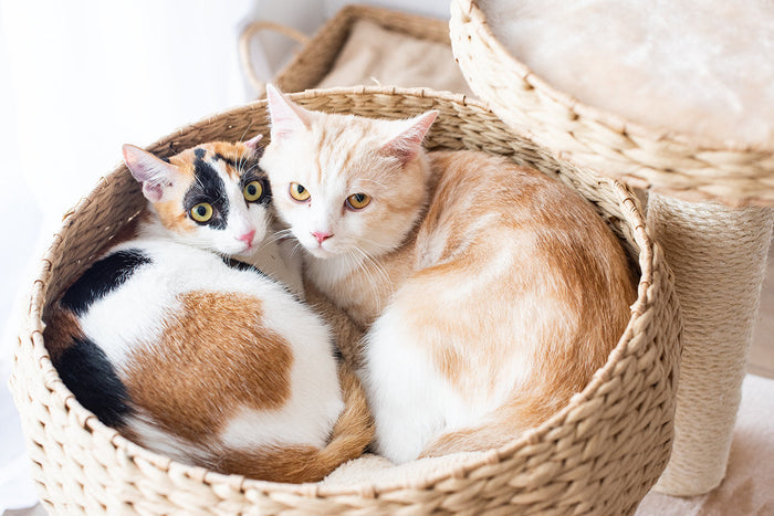 CAT-ACTIVITY-TREE-COZY-NATURAL