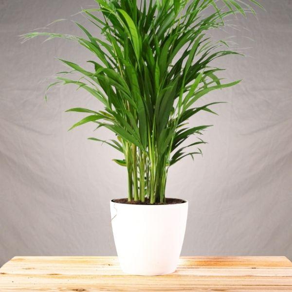 Indoor Potted Cat Palm Tree