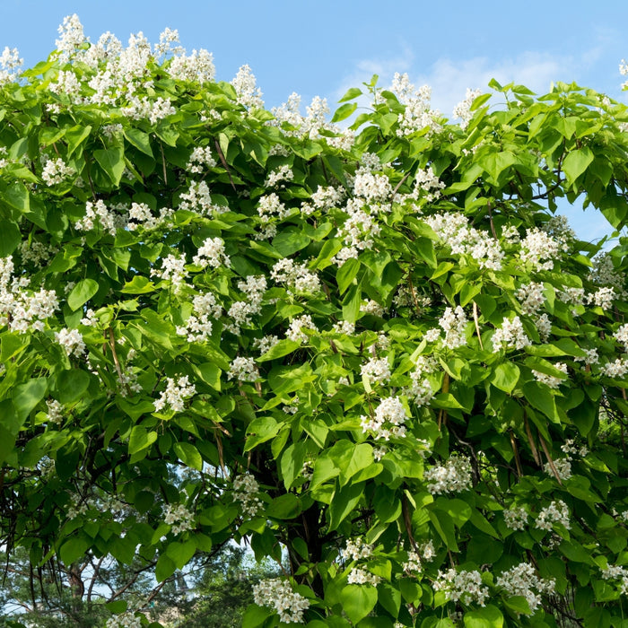 Northern Catalpa Tree in bloom with white flower clusters