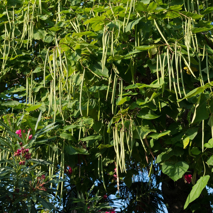Long bean-like seed pods hanging from a Northern Catalpa Tree
