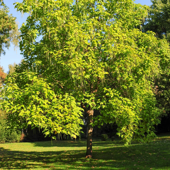 Northern Catalpa Tree with large heart-shaped leaves