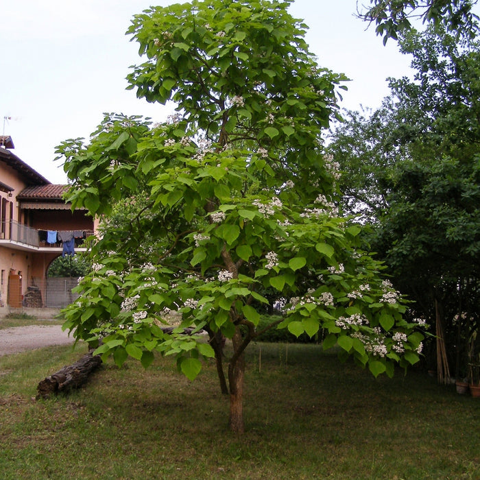 Large heart-shaped leaves on Northern Catalpa Tree in summer