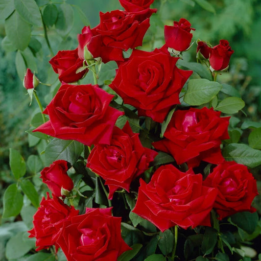 Chrysler Imperial rose bush in full sun with velvety deep red blooms, upright hybrid tea habit and dark green foliage in a bed