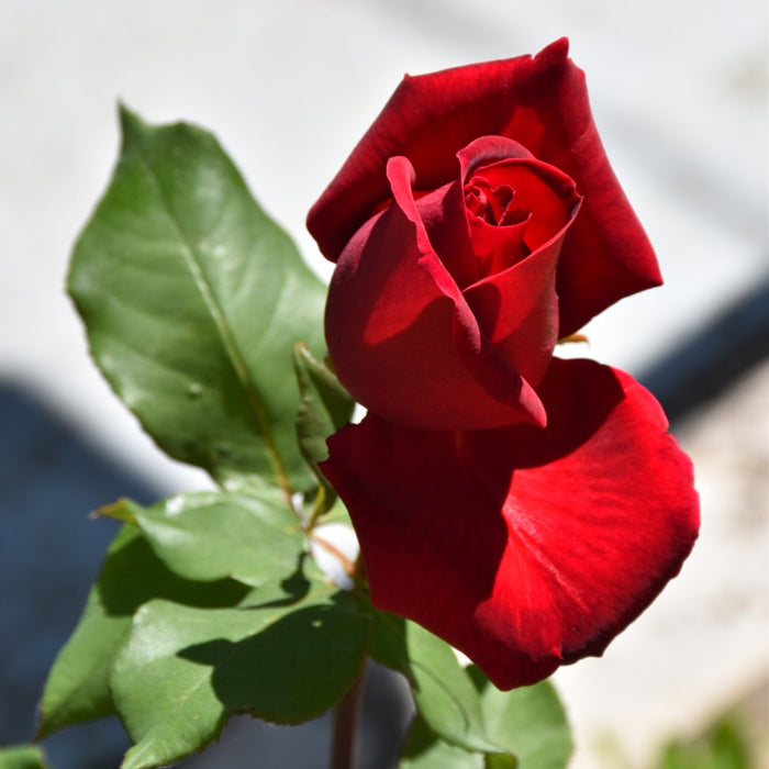 Close-up of Chrysler Imperial hybrid tea rose showing rich crimson petals, high-centered form, and classic strong rose fragrance