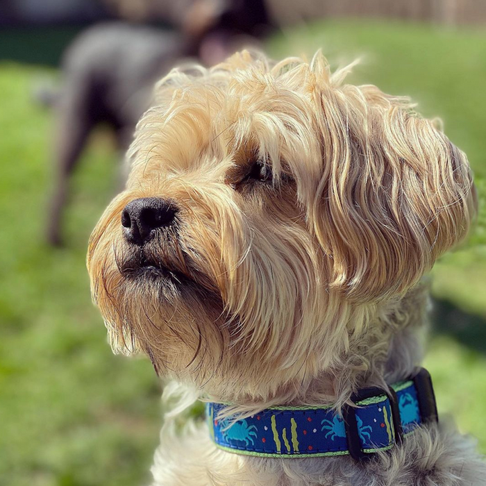 CRAB-DOG-COLLAR-LEASH-HARNESS