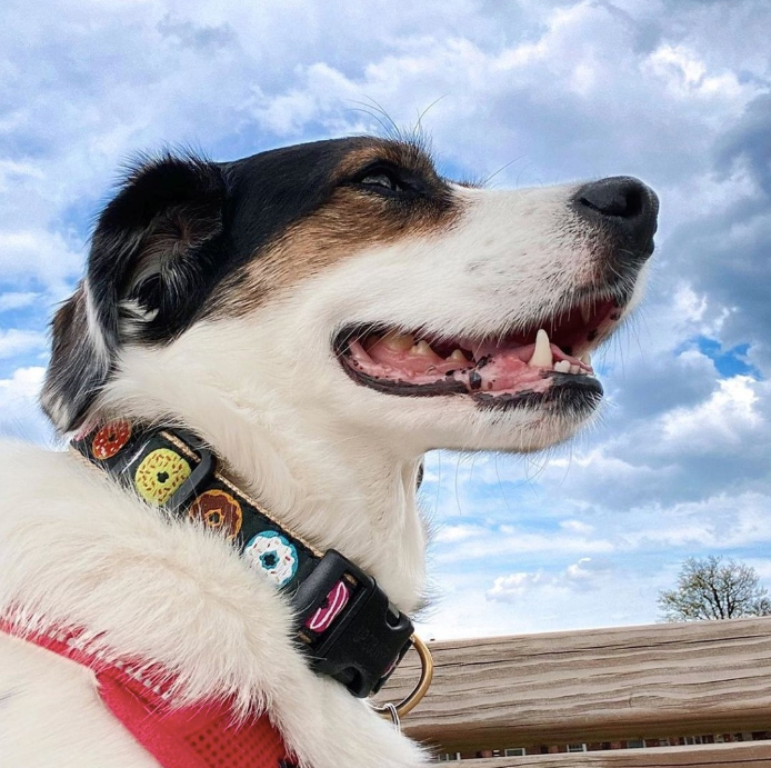 DONUT-DOG-COLLAR