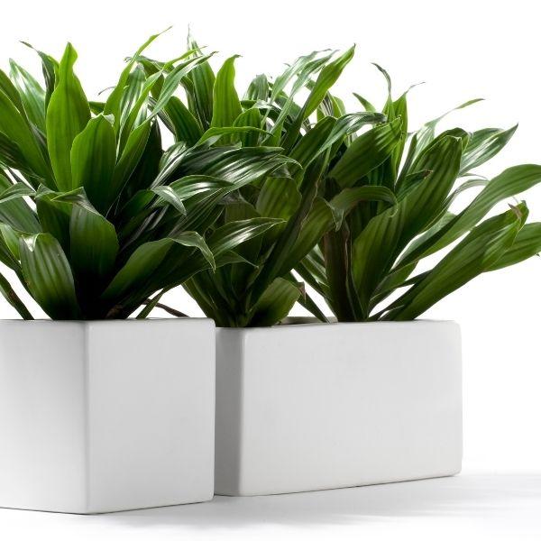 Compact Janet Craig Dracaena planted in a group in a rectangular planter