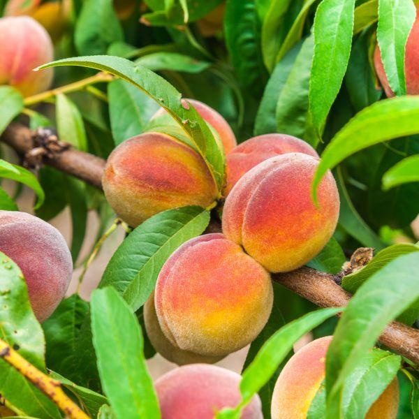 Contender Peach Tree with reddish-yellow peaches ripening in a sunny backyard orchard