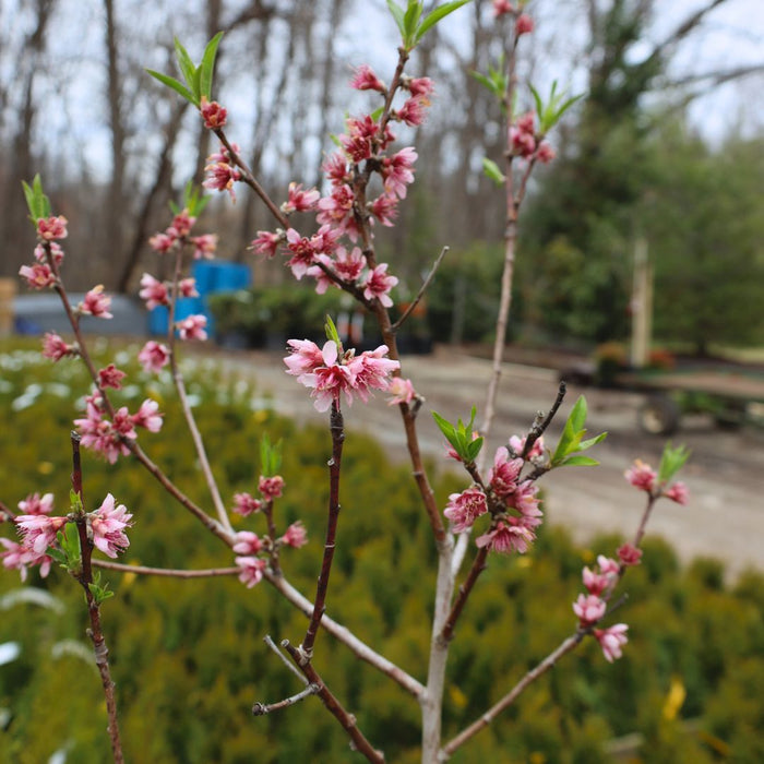 young contender peach tree with mass of deep pink blooms in early spring
