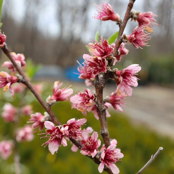 Contender Peach Tree blooming with pink flowers in early spring