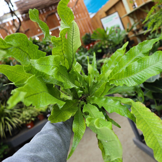 crocodile fern