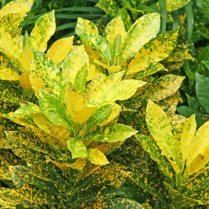 speckled golden leaves on tropical croton gold dust plant