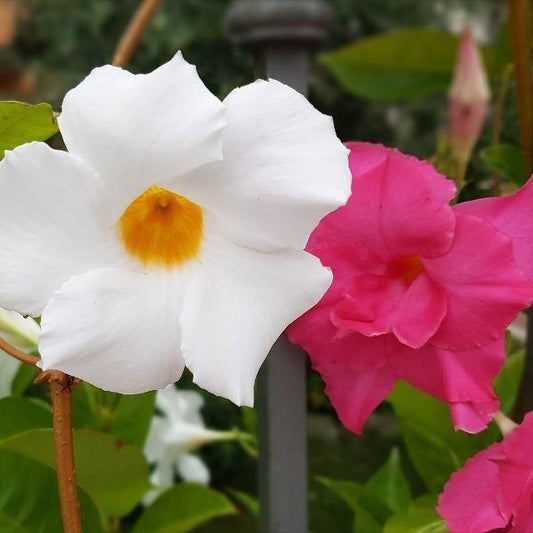 soft white and red dipladenia flowers