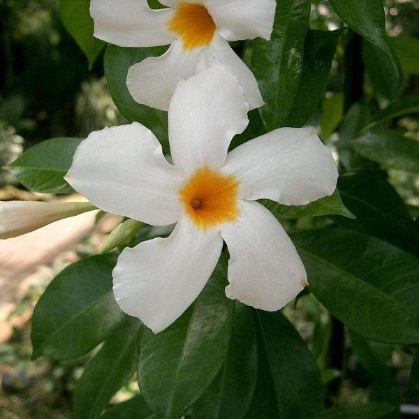 Dipladenia white blooms