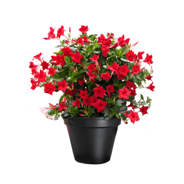 Red trumpet-shaped blooms of the Dipladenia plant in a black pot