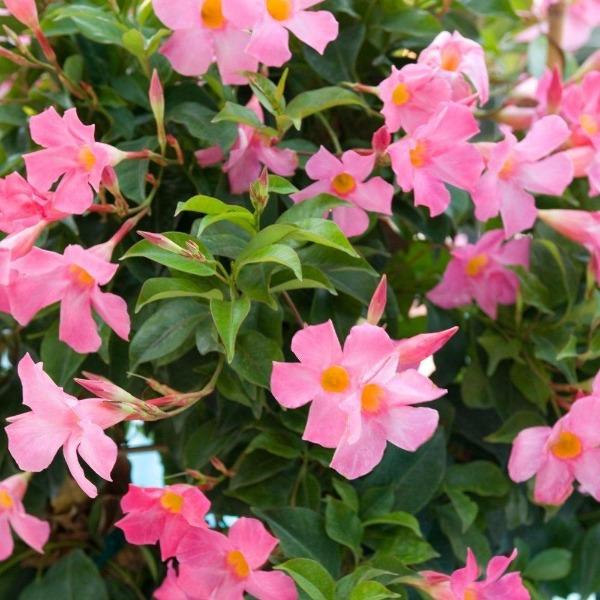 Dipladenia trumpet-shaped blooms and evergreen foliage