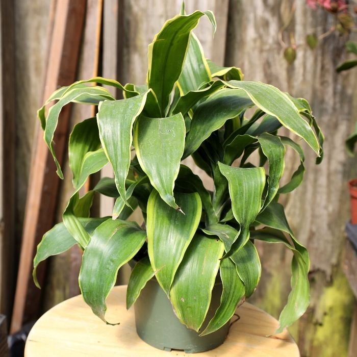beautiful and vibrant Dracaena Dorado in white pot