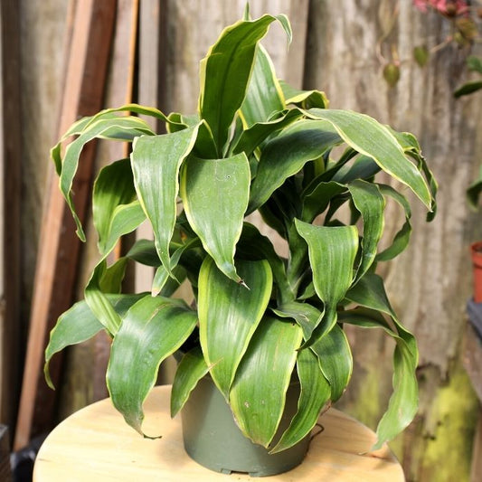 beautiful and vibrant Dracaena Dorado in white pot