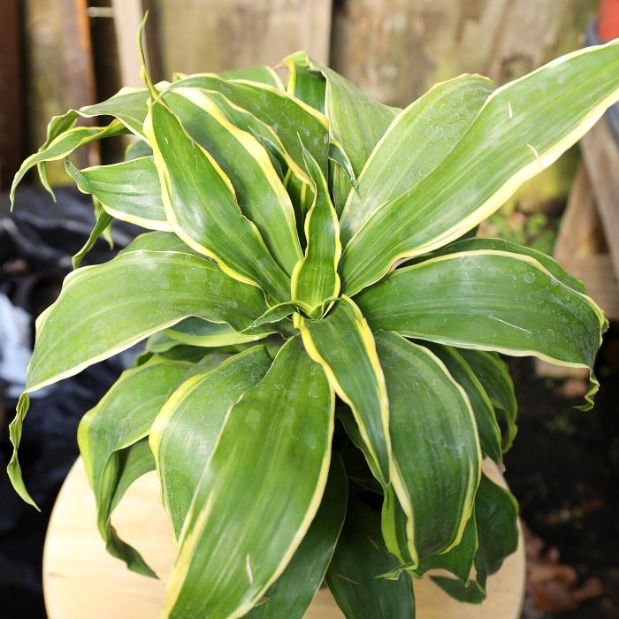 glorious Dracaena Dorado green and yellow foliage