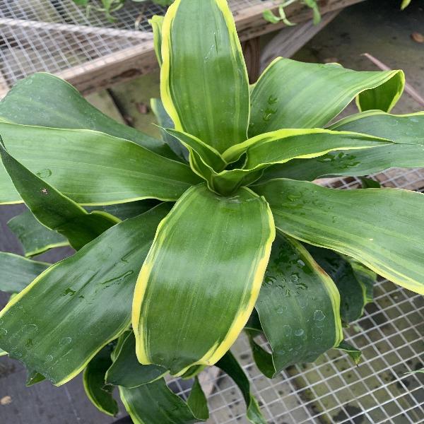 close view of Dracaena Dorado
