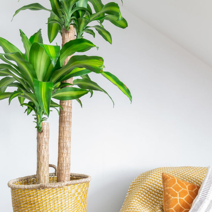 dracaena mass cane plant