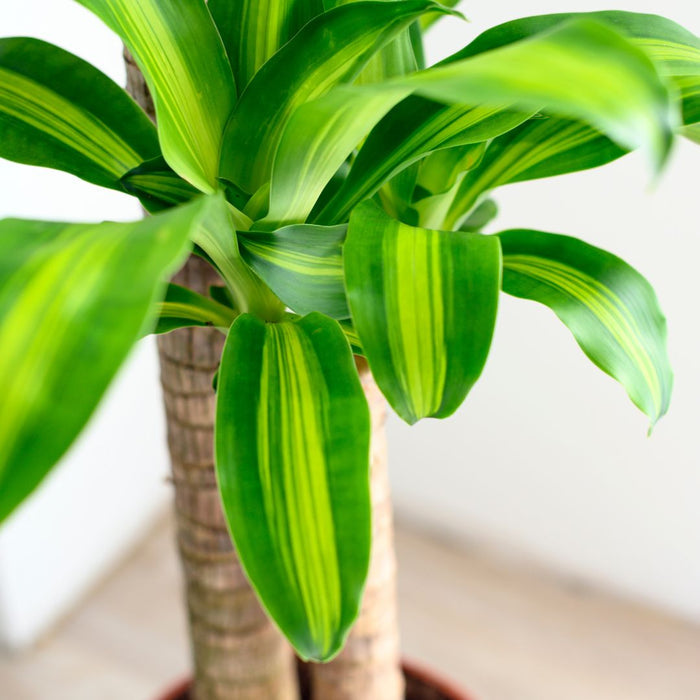 dracaena indoor tree