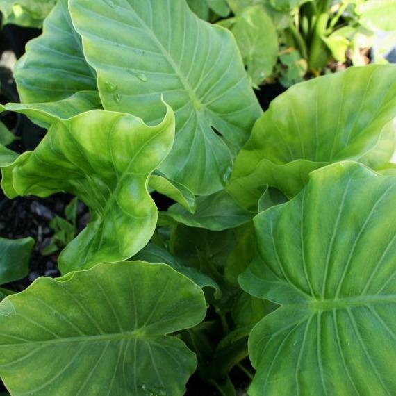 Elephant Ear Alocasia tropical plants for sale at Garden Goods Direct