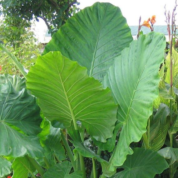 Alocasia Elephant Ear tropical plant with huge green foliage
