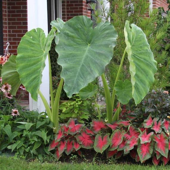 Huge Alocasia Odora Elephant Ear plant in garden