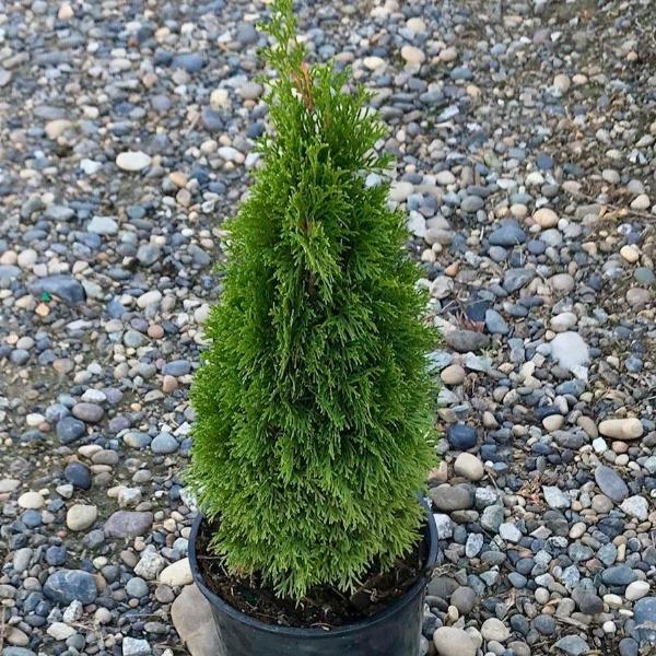 Emerald petite Arborvitae in our nursery