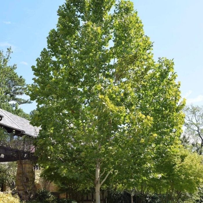 Exclamation Sycamore Tree with upright oval form and broad green shade canopy in a sunny landscape