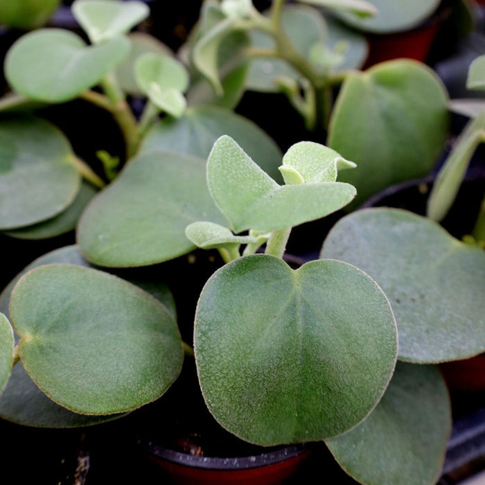 pet safe houseplant