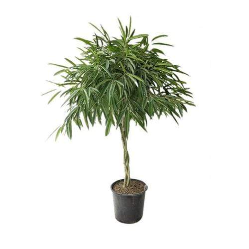 braided ficus alii tree on white background