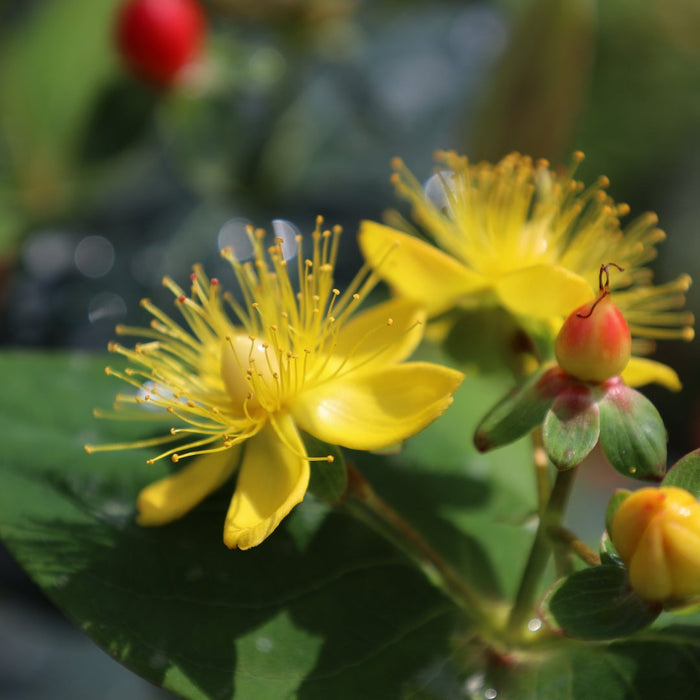 First Editions® Red Fame Hypericum with yellow flowers and vivid red berries