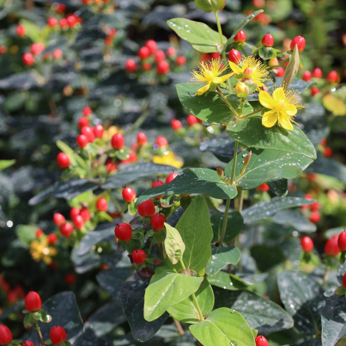 First Editions® Red Fame Hypericum showing clusters of red fall berries