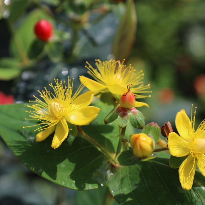 Bright yellow flowers on First Editions® Red Fame Hypericum in bloom