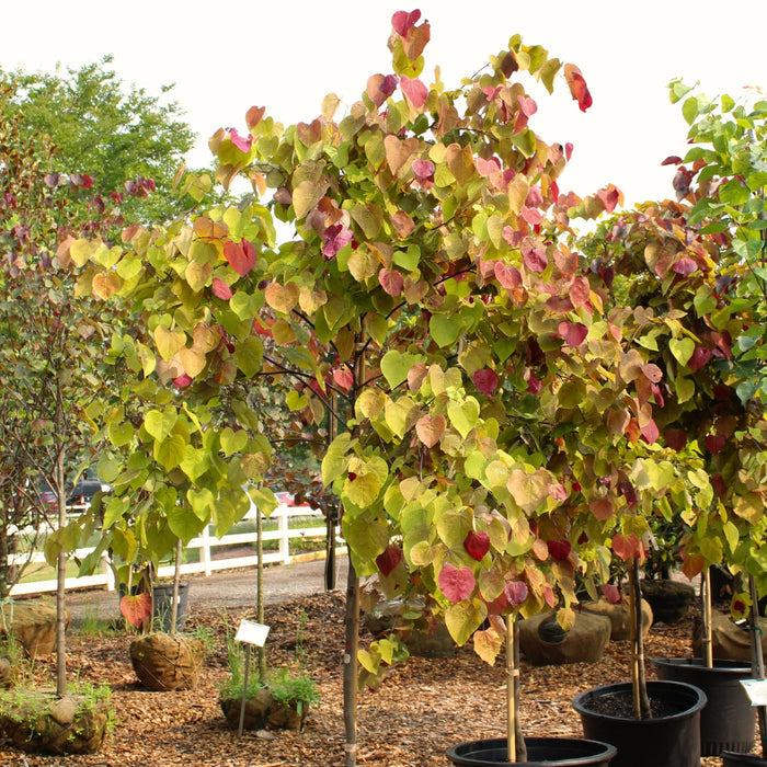 Flame Thrower® redbud habit shot showing upright branching and heart-shaped leaves with ombre red-to-yellow-to-green color shifts.
