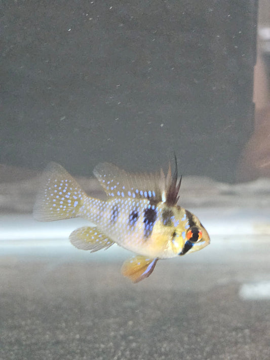 German Blue Ram